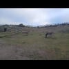 Donkeys.