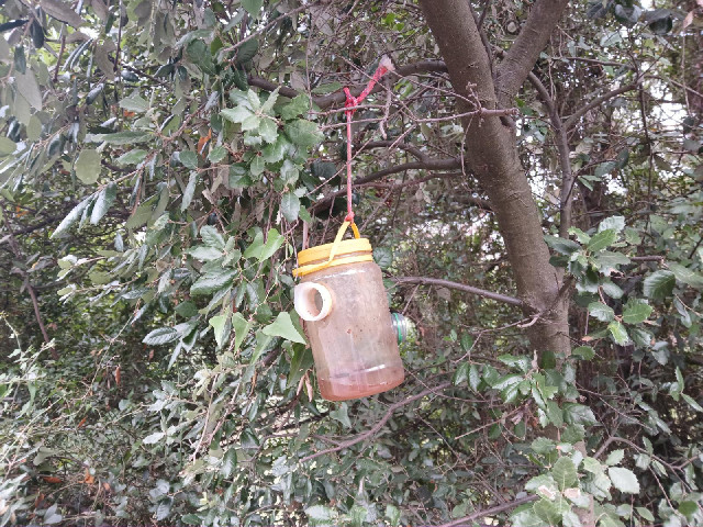 I don't know what this jar of brown liquid is but it's not the only one I've seen today.