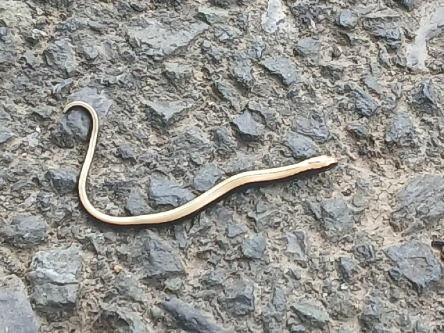 A tiny snake on the road.
