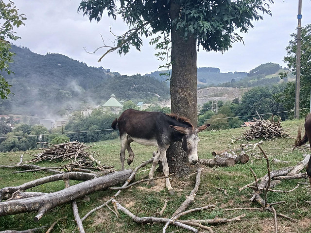 A donkey and a noisy quarry.
