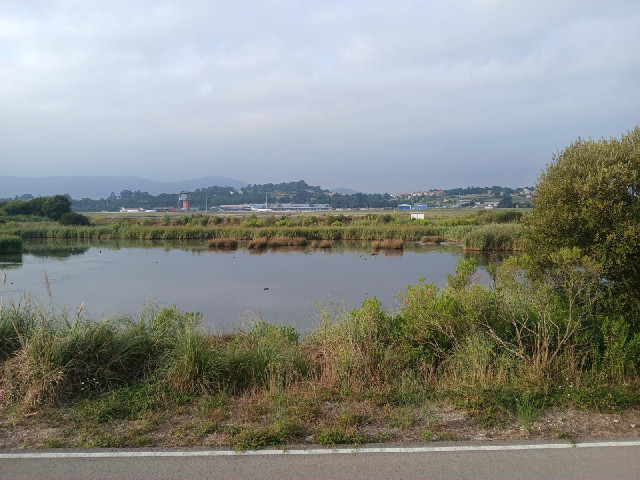 Noisy quacking ducks on a pond at Seve Ballesteros Airport.