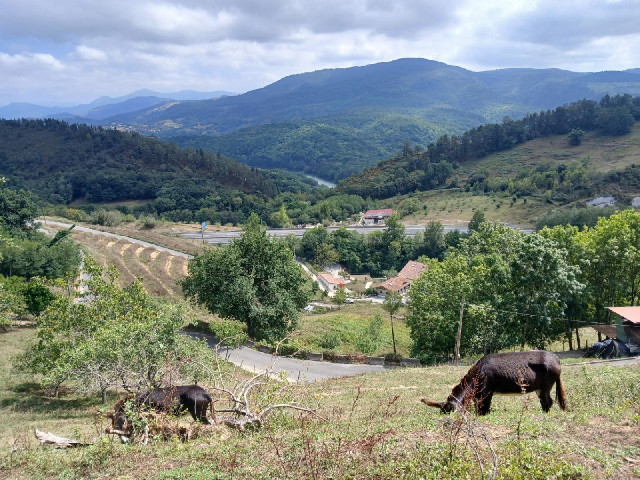 Scenery with donkeys.