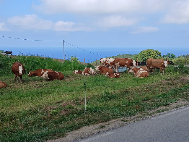 More cows.