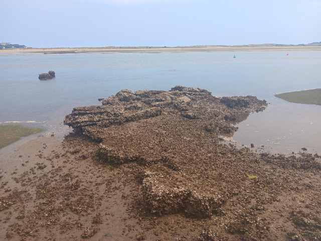Barnacles.