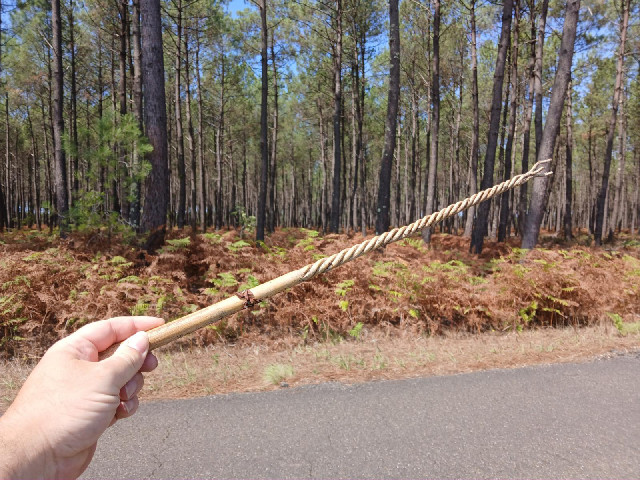 I think there might be unicorns living in these woods.