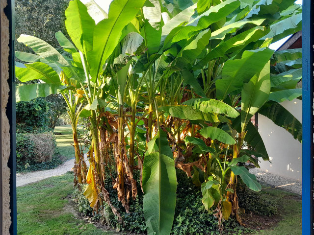 This tropical-looking plant is growing outside my window....