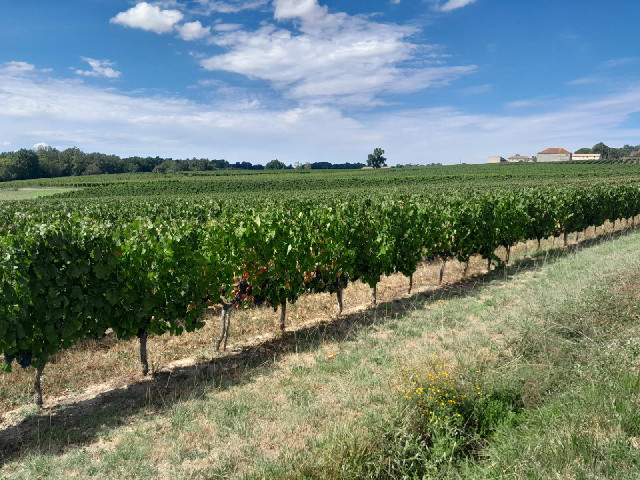 Grapes.