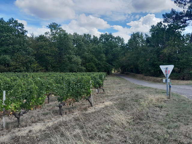 More grapes and a quiet road similar to those which I have been using today. The wooden post has a s...