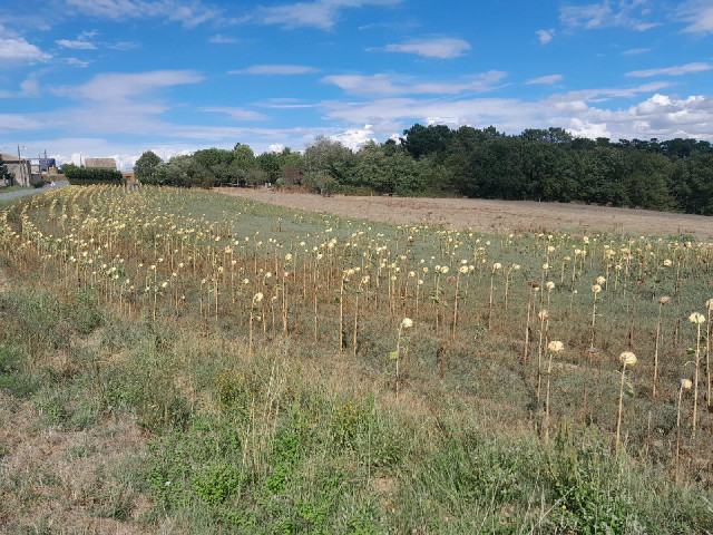 These sunflowers look like they have had too much Sun. They're turning their backs on it now.