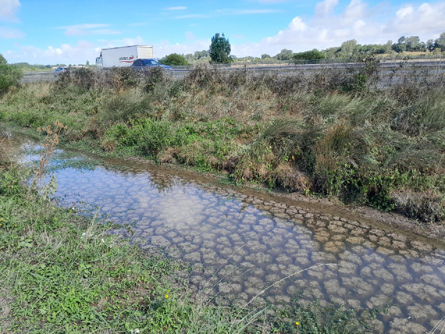 The mud at the bottom of this drainage ditch next to the motorway has formed interesting shapes. A b...