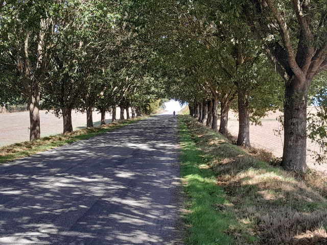 A leafy avenue leading uphill out of Moutiers, with another cyclist working his way up it.