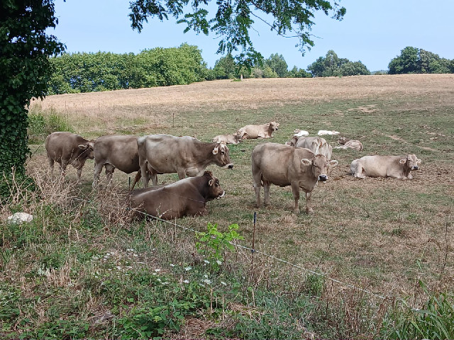 Cows.