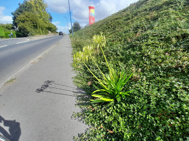 Interesting plants.