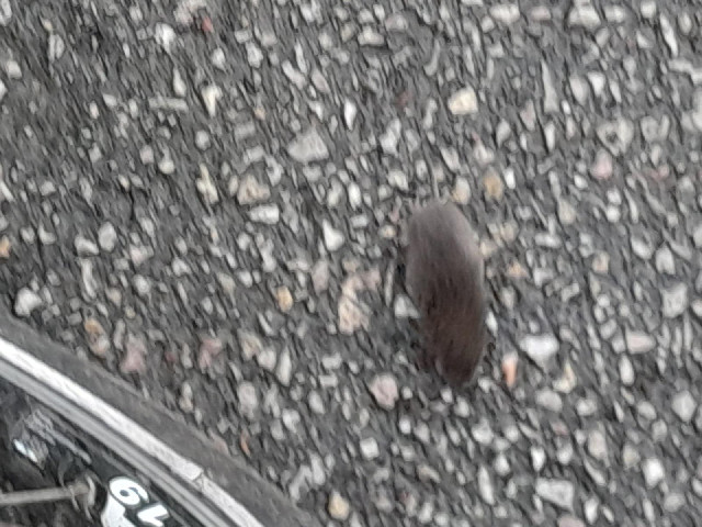 A tiny mammal in the road. I think it's a shrew.