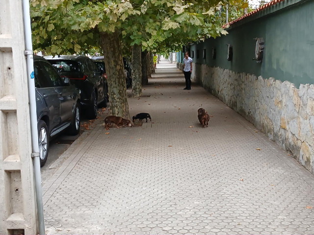 I think these dogs belong to the hotel.
