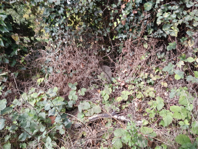I don't know what this is. I didn't see it. The camera took this picture by itself.