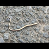 A tiny snake on the road.