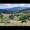 Scenery with donkeys.