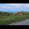 More cows.