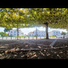 In Labouh&eacute;yre, the tree branches have been trained along wires to form a canopy which covers ...