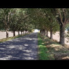 A leafy avenue leading uphill out of Moutiers, with another cyclist working his way up it.