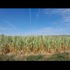 A field of corn cobs and a suggestion that I am under a popular flight corridor. I think these trail...