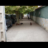 I think these dogs belong to the hotel.