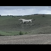 This is what that white spot was: the Alton Barnes white horse, one of eight which are carved in cha...