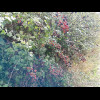 I'm walking up a long hill, grazing on blackberries as I go.