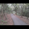 Another path through the woods. On a section a bit like this later in the day, a bird of prey came f...